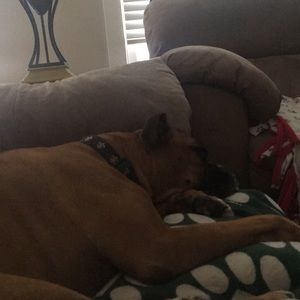 Meet your Posher, Morgan